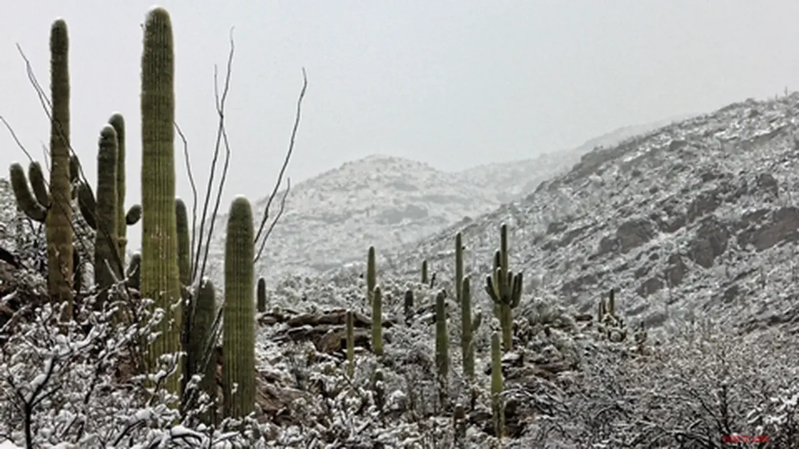 Weather at Saguaro National Park
