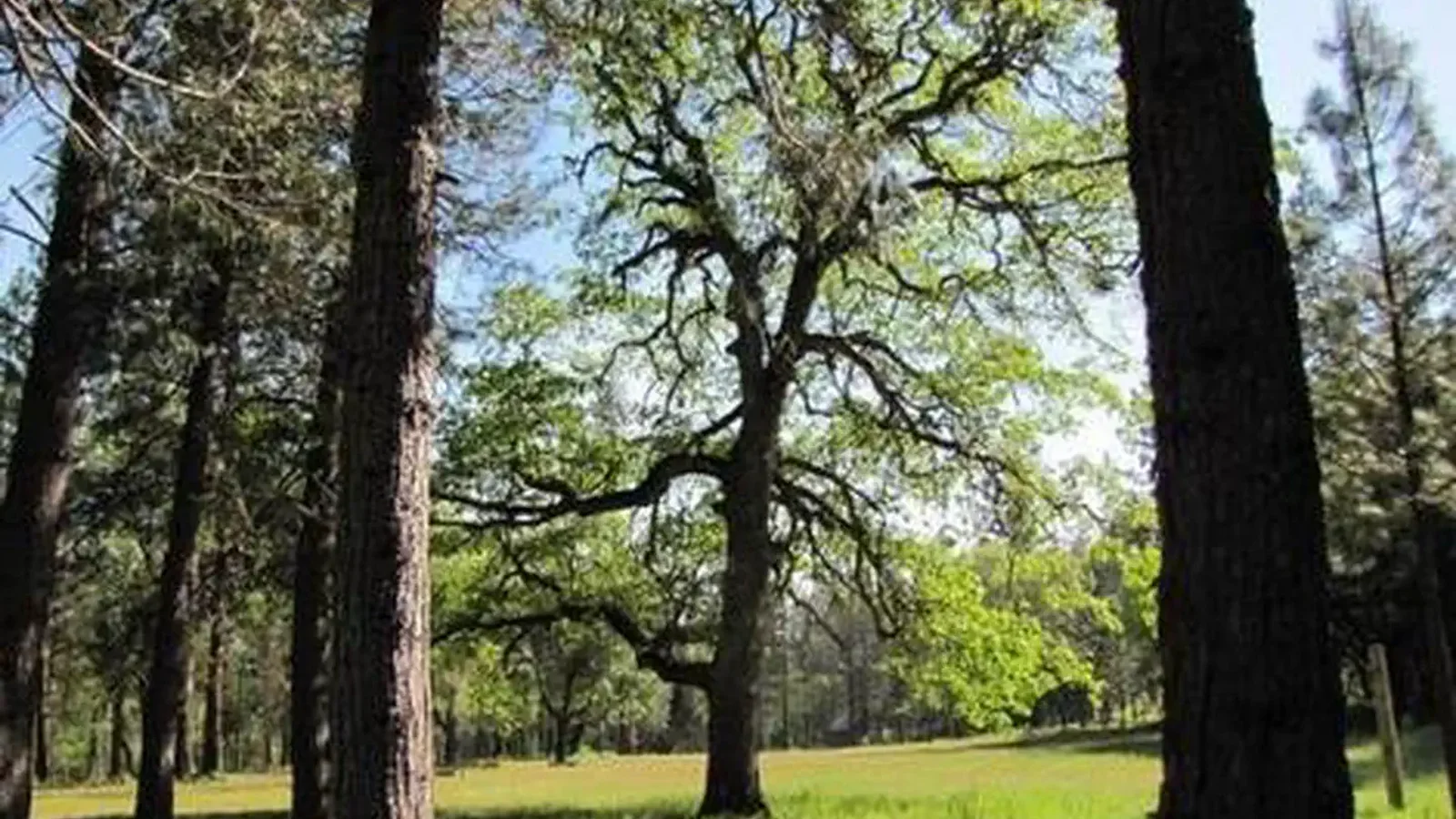 Sunlit deciduous tree in mixed conifer forest