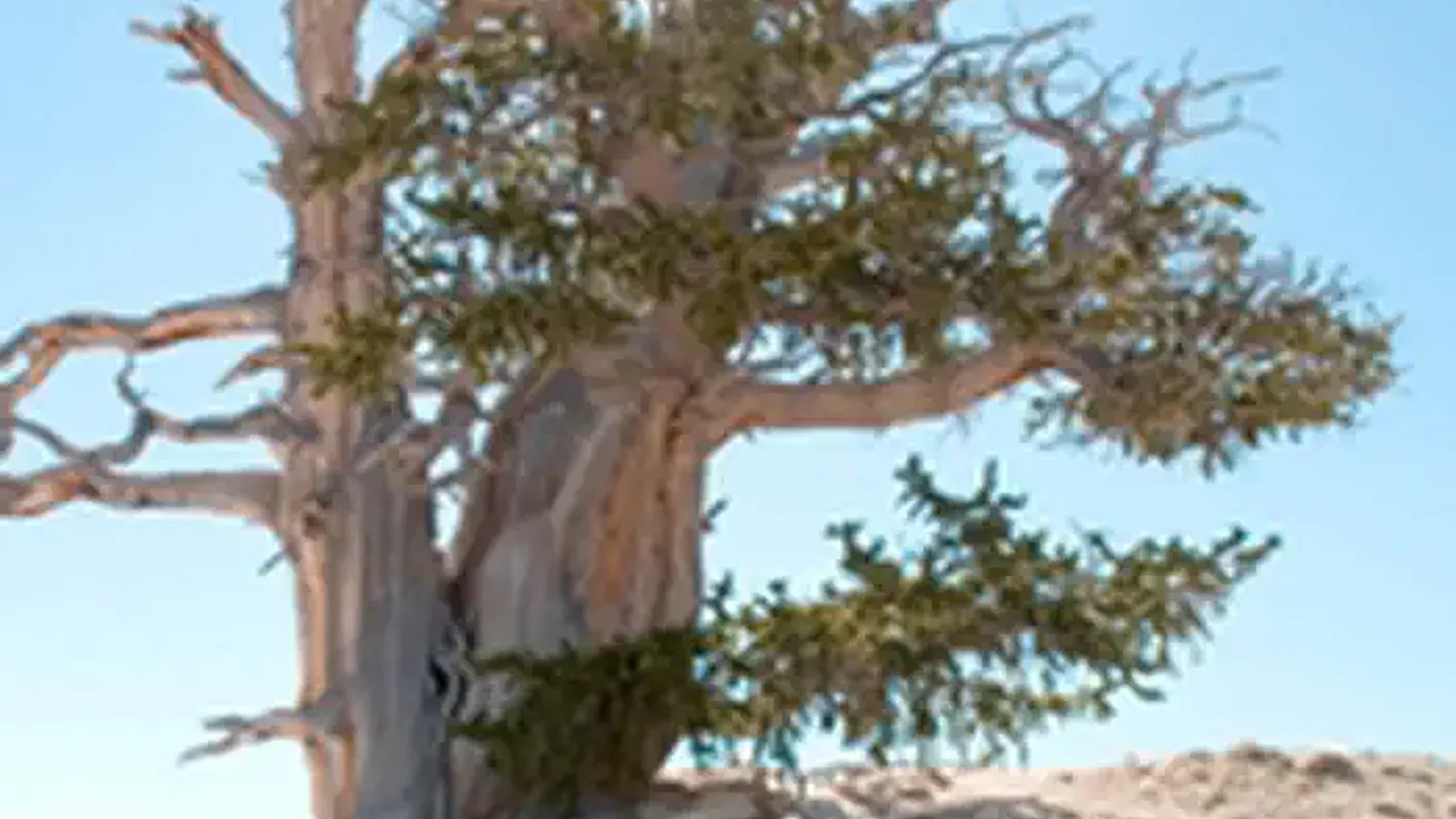 Bristle-cone Pine Tree