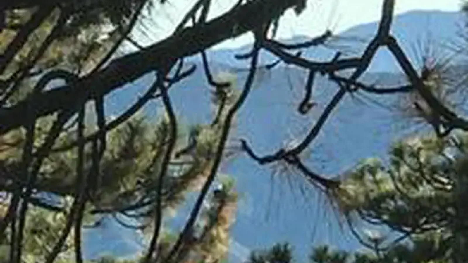 REYES PEAK CAMPGROUND