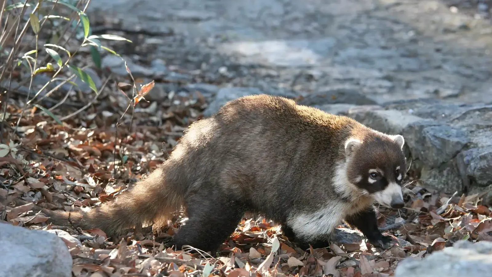 The white-nosed coati, a member of the raccoon family, may visit your campsite. Bonita Canyon Campground