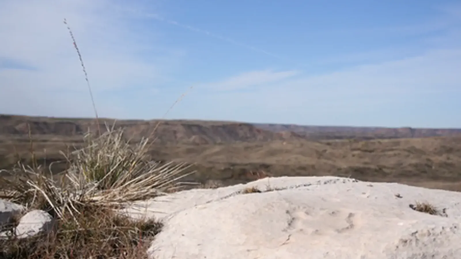 Turtle Petroglyph