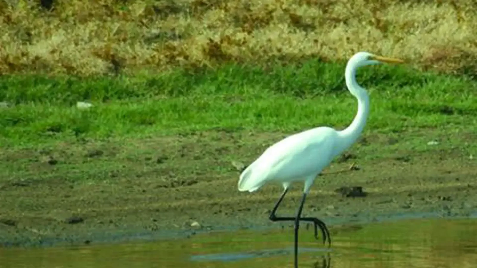 Wildlife in Action