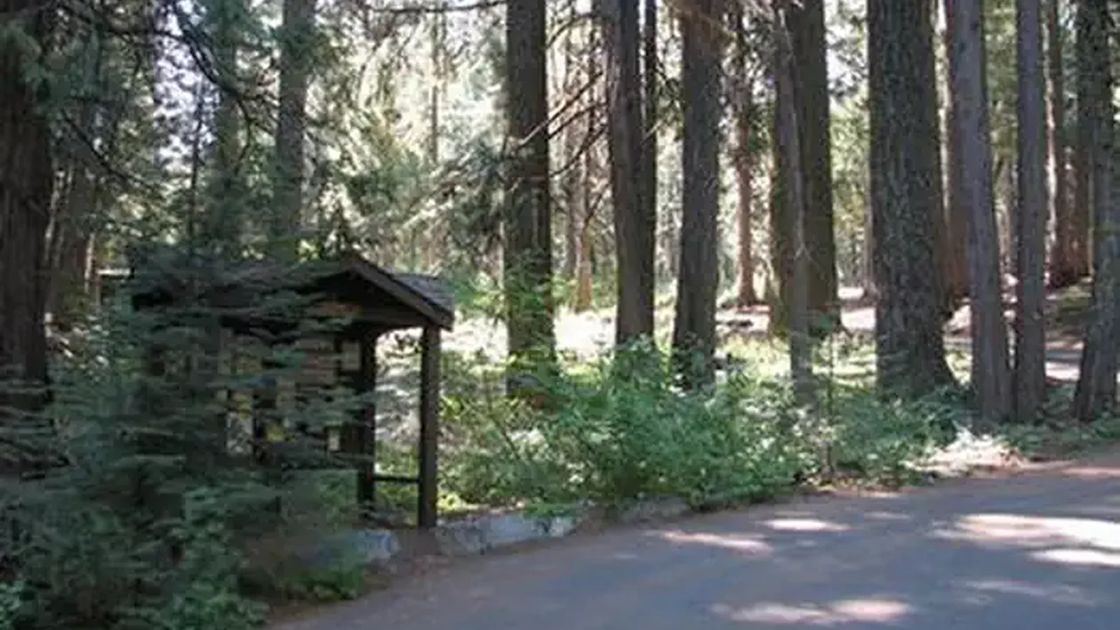 STUMPY MEADOWS