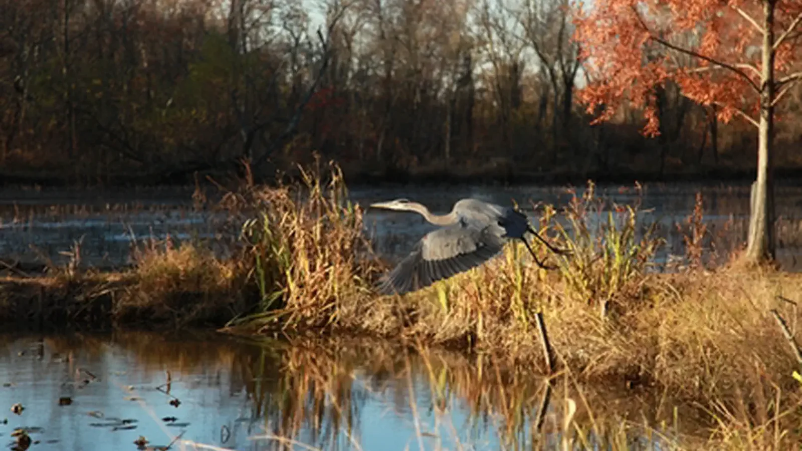 Flight in Fall