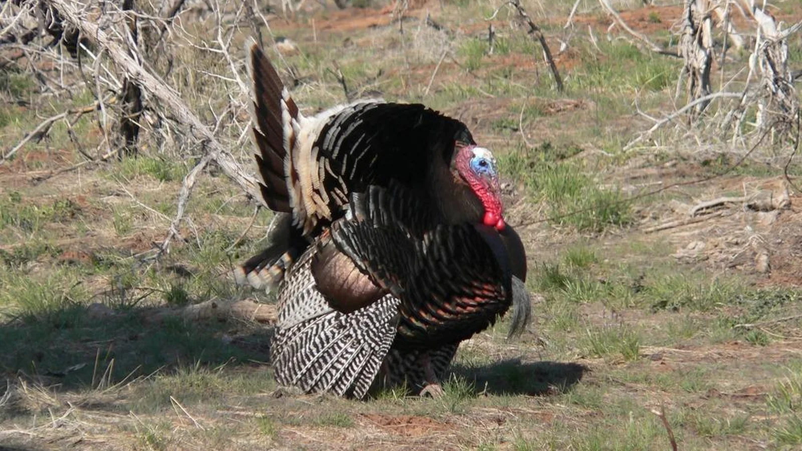 Wild Turkeys at Fort Dupont