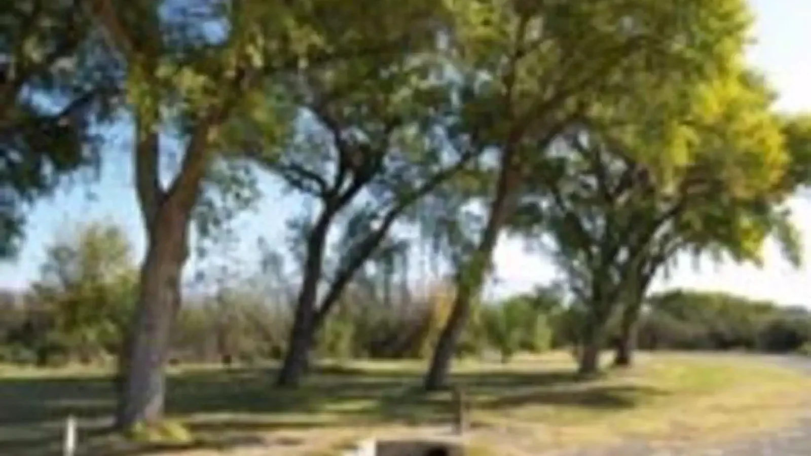 Large Cottonwood trees lining the group campsites with green grass