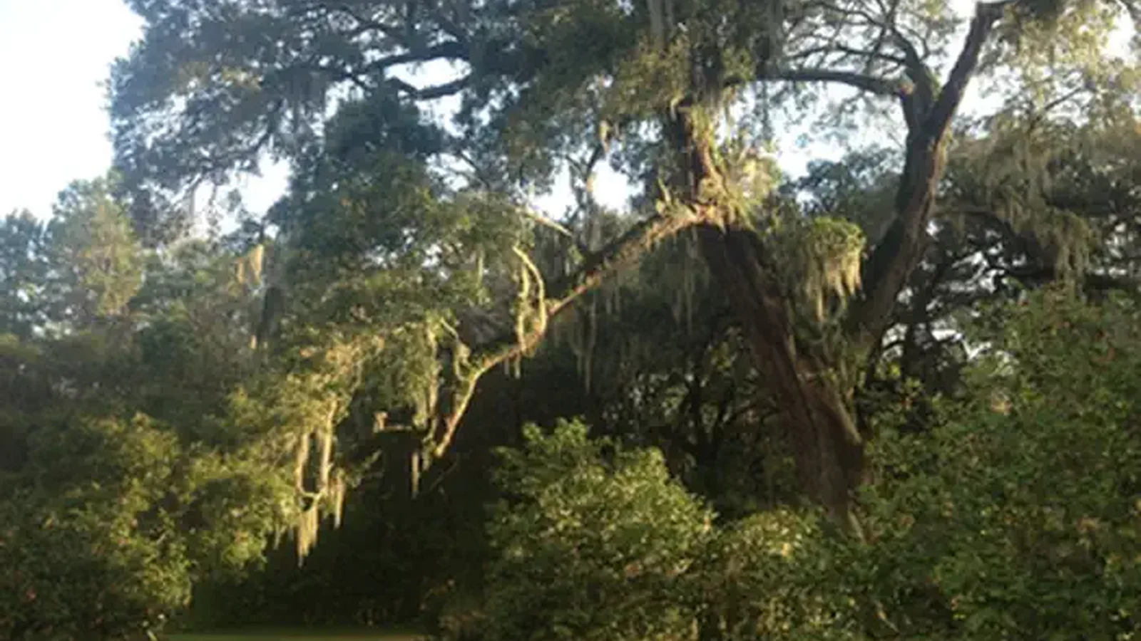 Live Oak