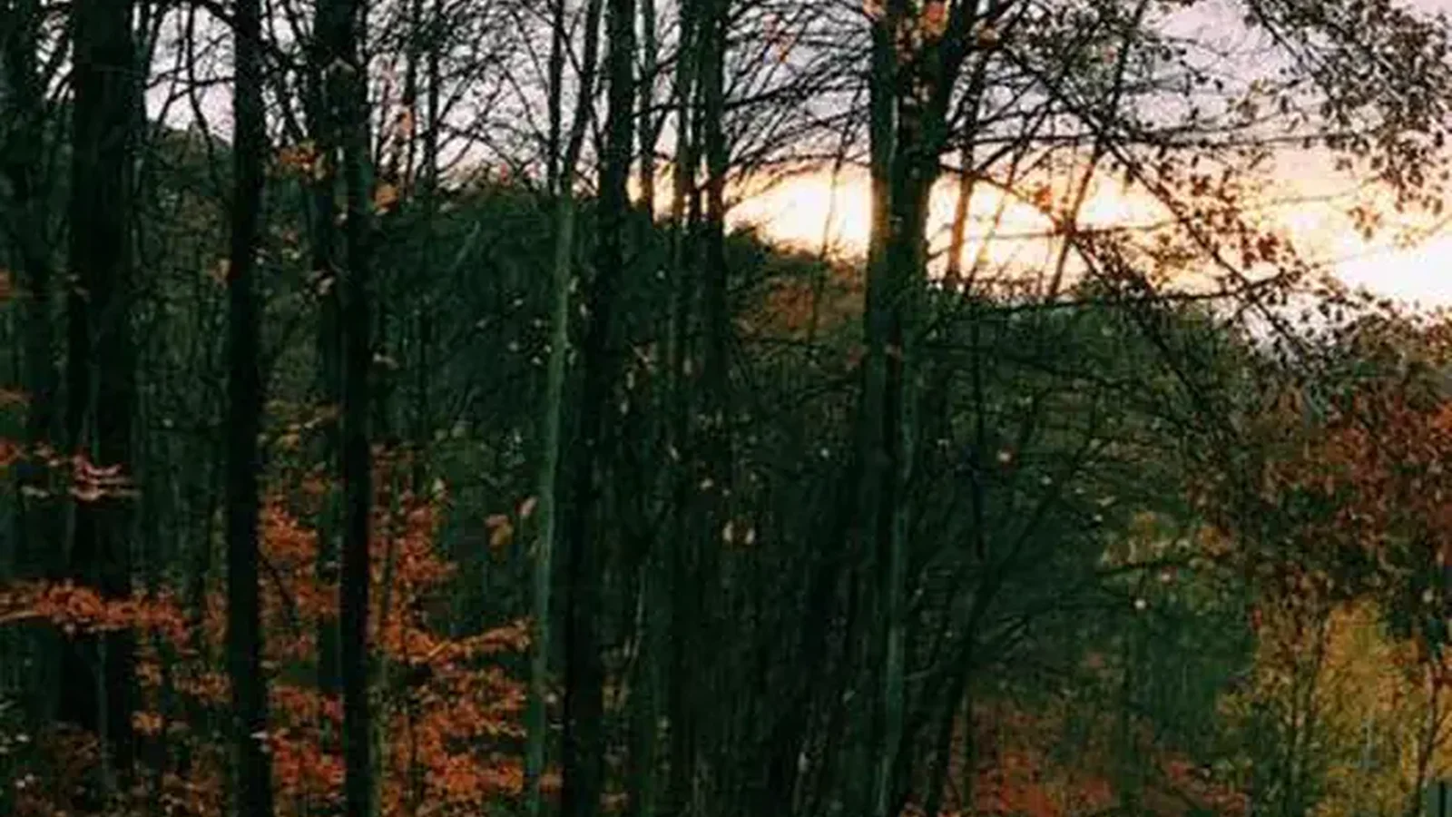 private, small, forested campground