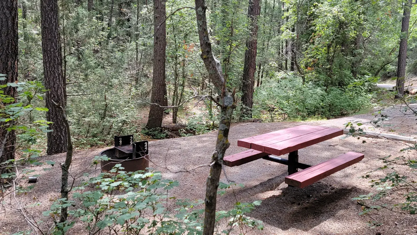 Campsite in the trees