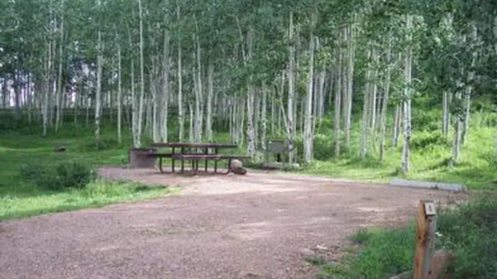 Campsite surrounded by aspen trees.