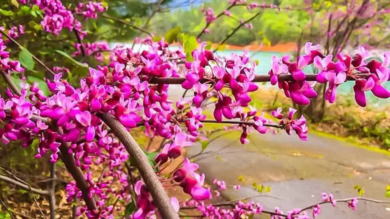 Ellery Creek Red Bud Blooms