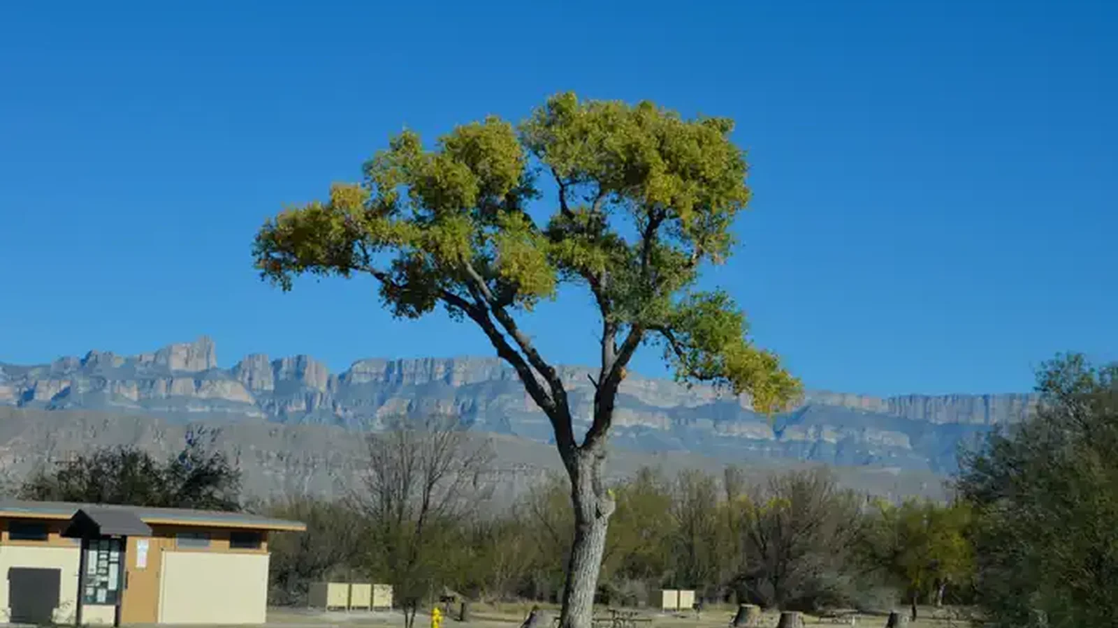 Campsites situated among trees, with the Sierra del Carmen mountains in the background