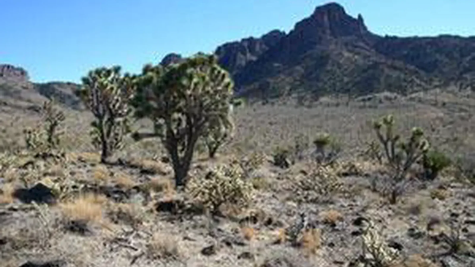 Mount Tipton Wilderness