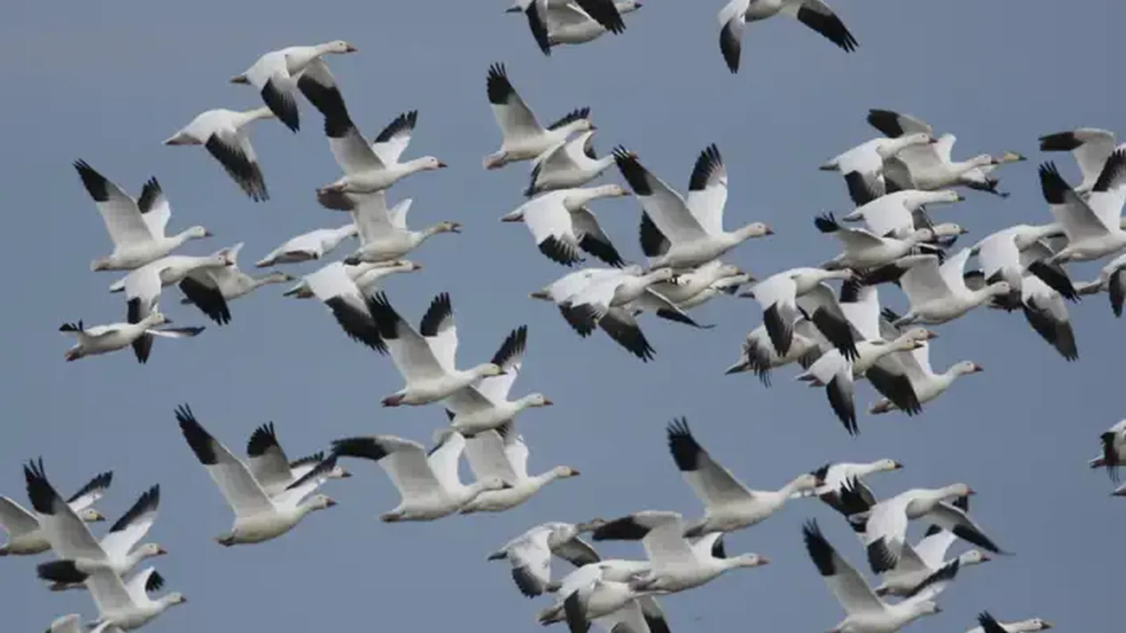 Sacramento National Wildlife Refuge