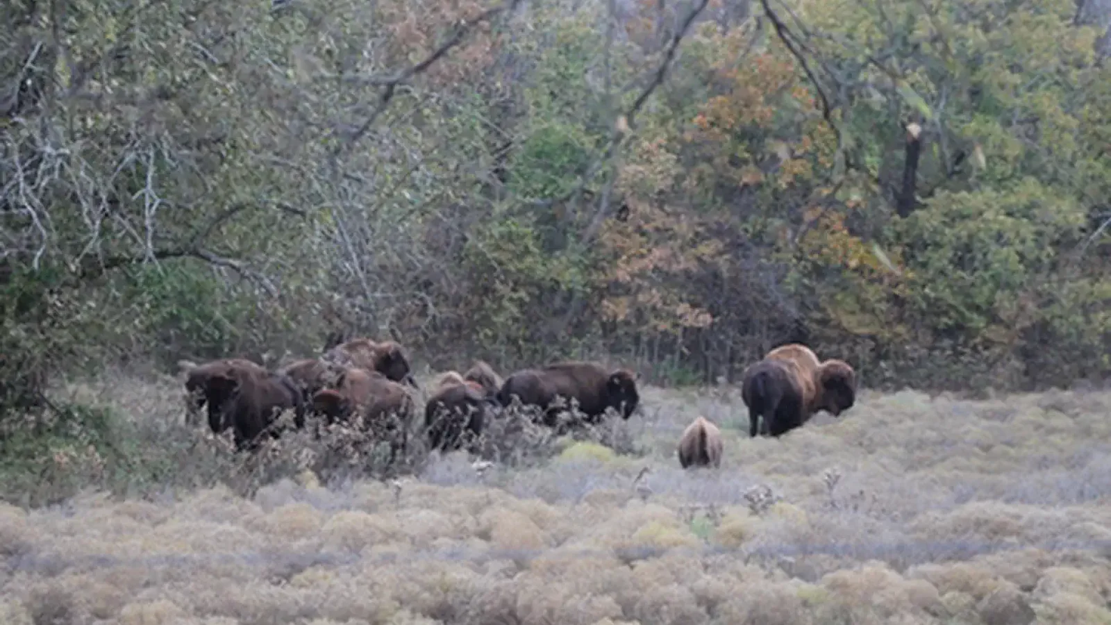 Park Bison