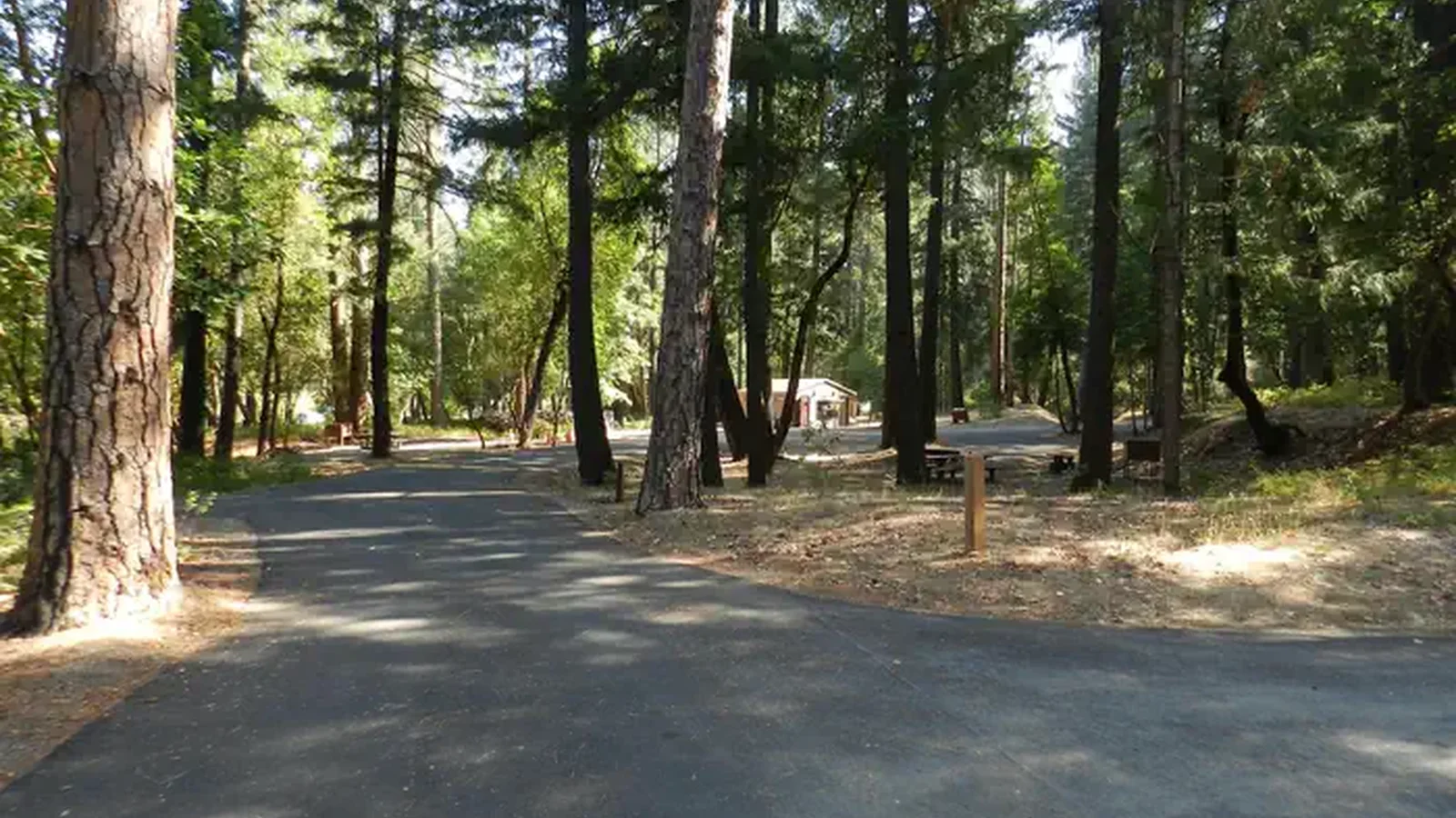 Paved campground road leading into tree lined campsites