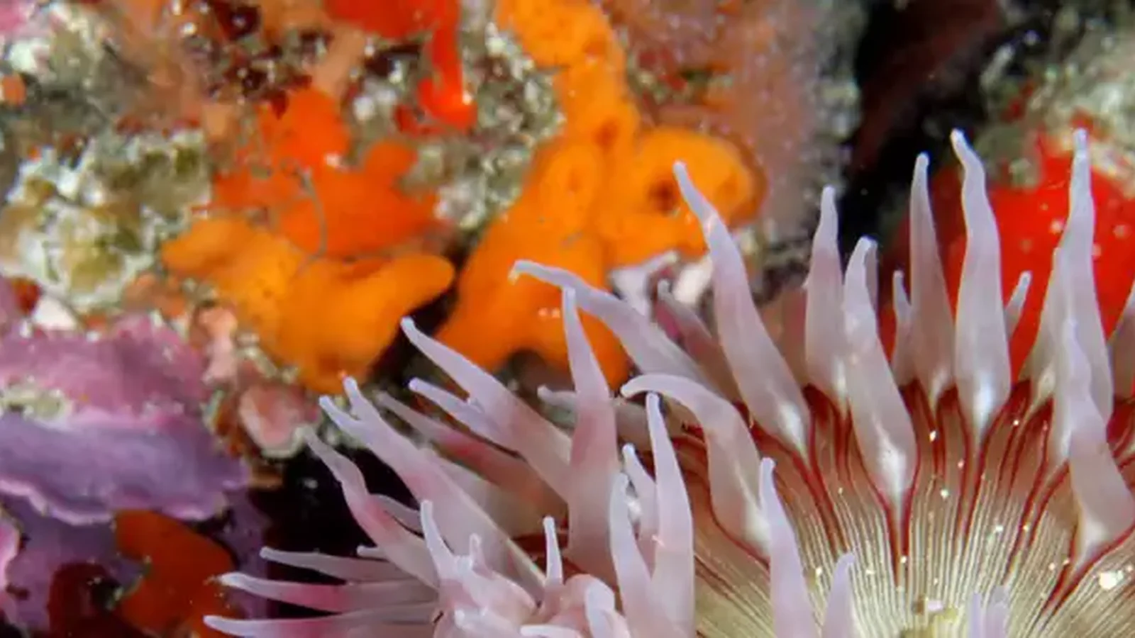 Cordell Bank National Marine Sanctuary