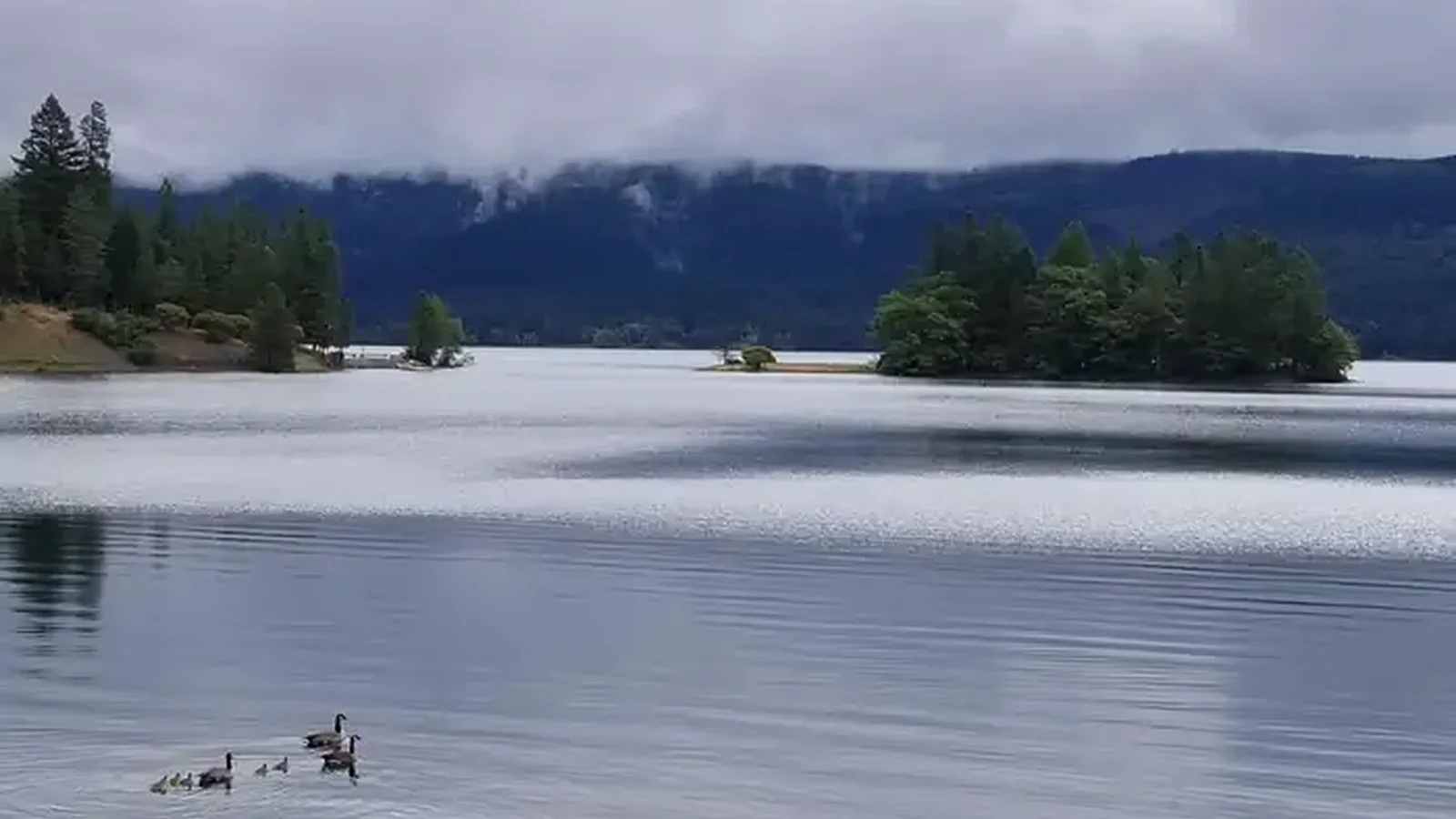 Goose family on Lost Creek Lake