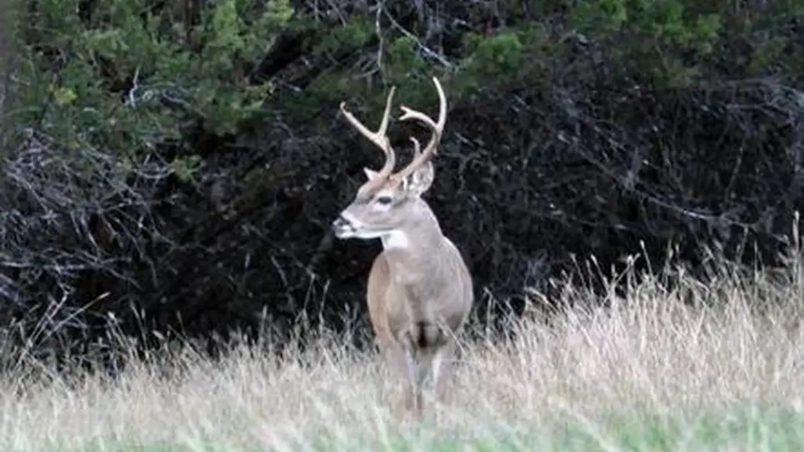 LOFERS BEND WEST-DEER
