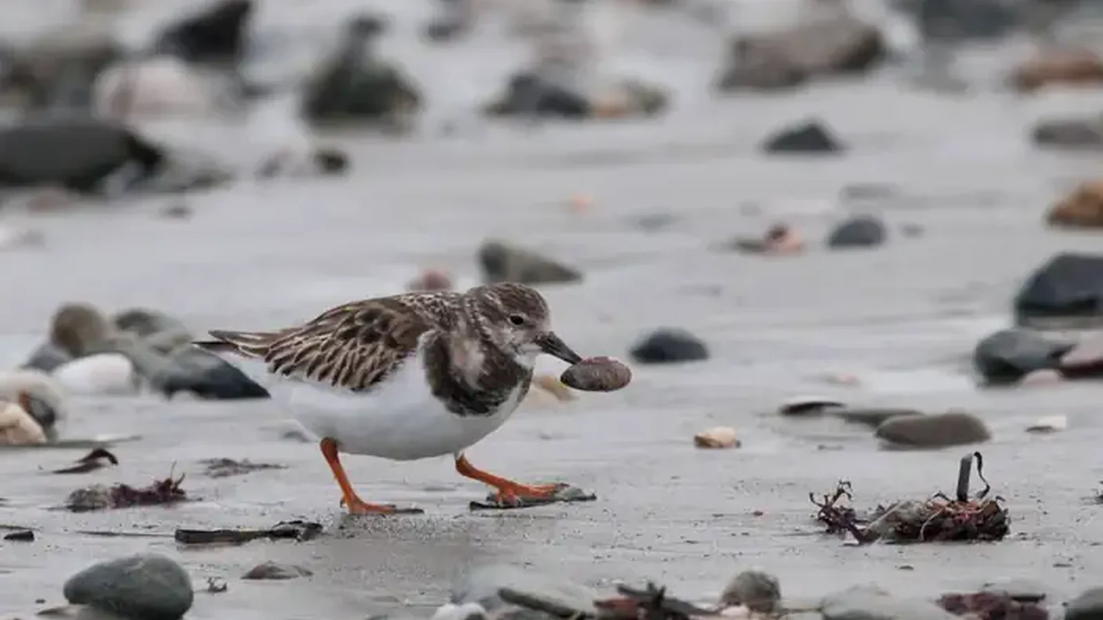 Sachuest Point National Wildlife Refuge