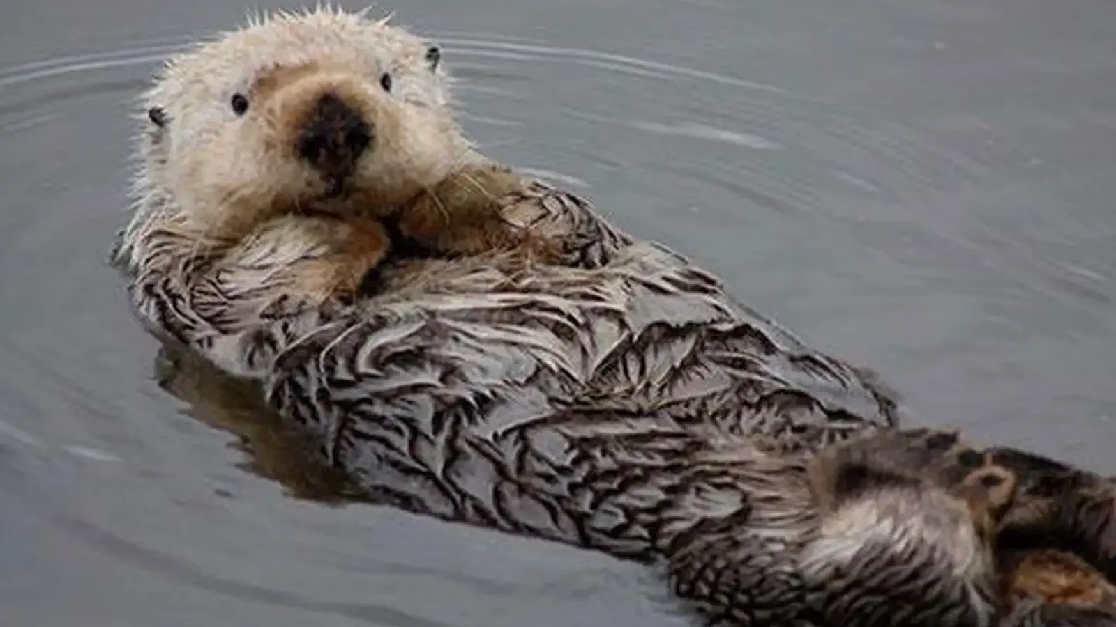 Watching a sea otter