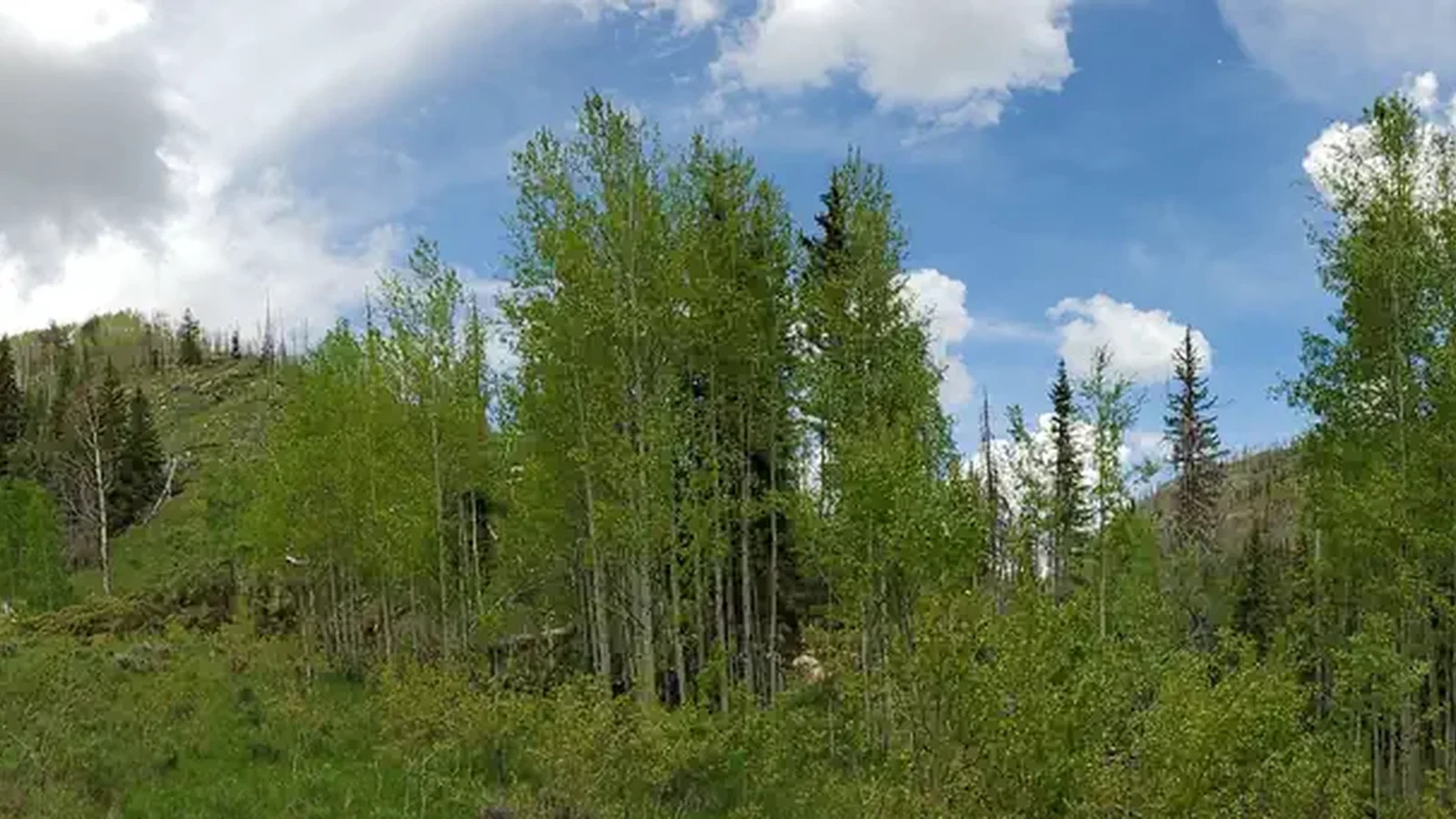 Bridges Campground
