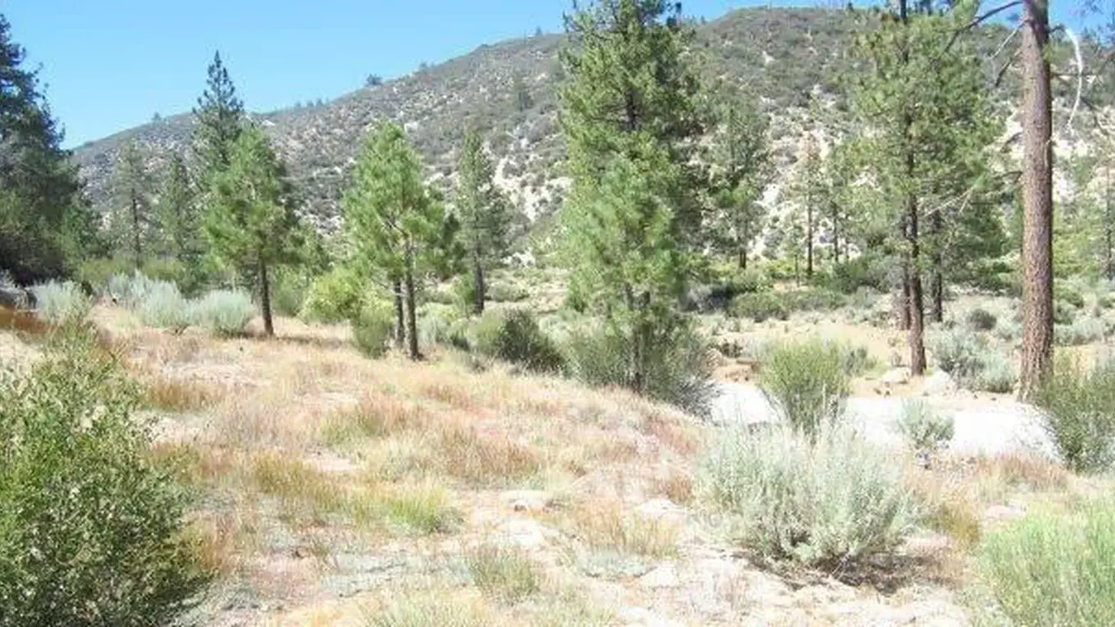 Meadow Group Campground2