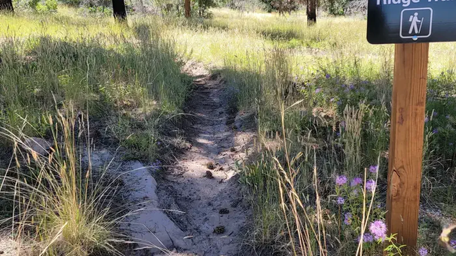 A dirt-surfaced trail cuts through a field with tall grasses and pine trees. There is a sign saying "Bristlecone Ridge Trail."