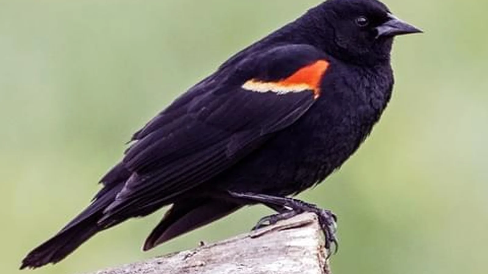 Birding at Lake Meredith