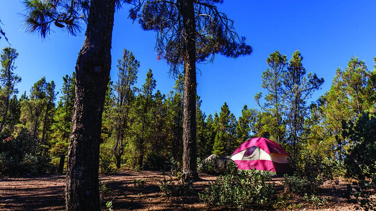 North Cow Mountain Camping