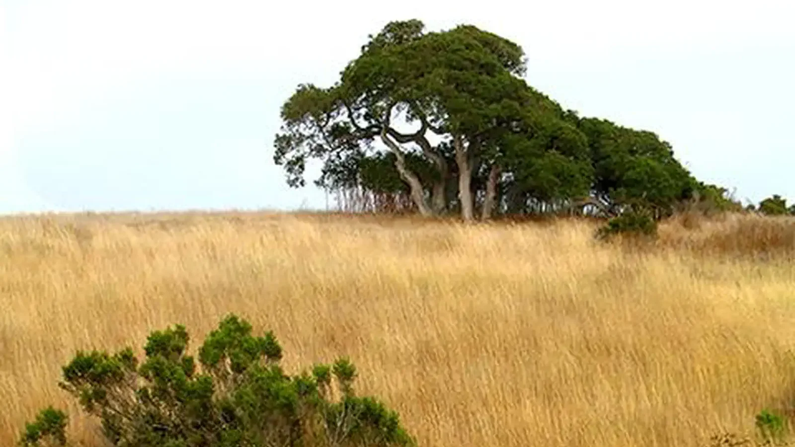 Grasslands in Elkhorn Slough National Estuarine Research Reserve, California