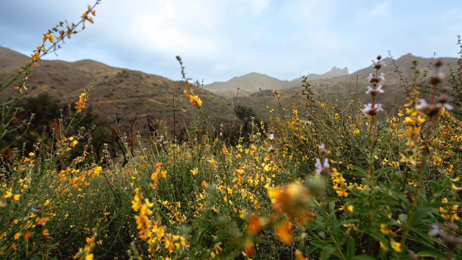 Zuma Canyon in Spring