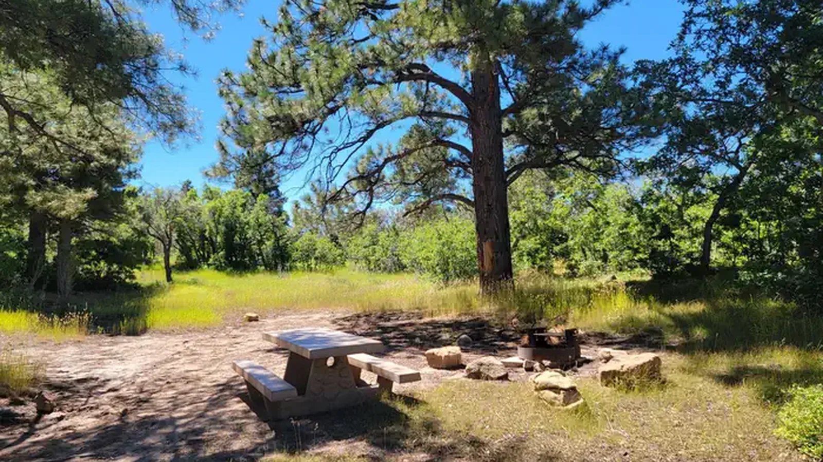 An individual campsite with a picnic table and fire ring shaded by ponderosas.