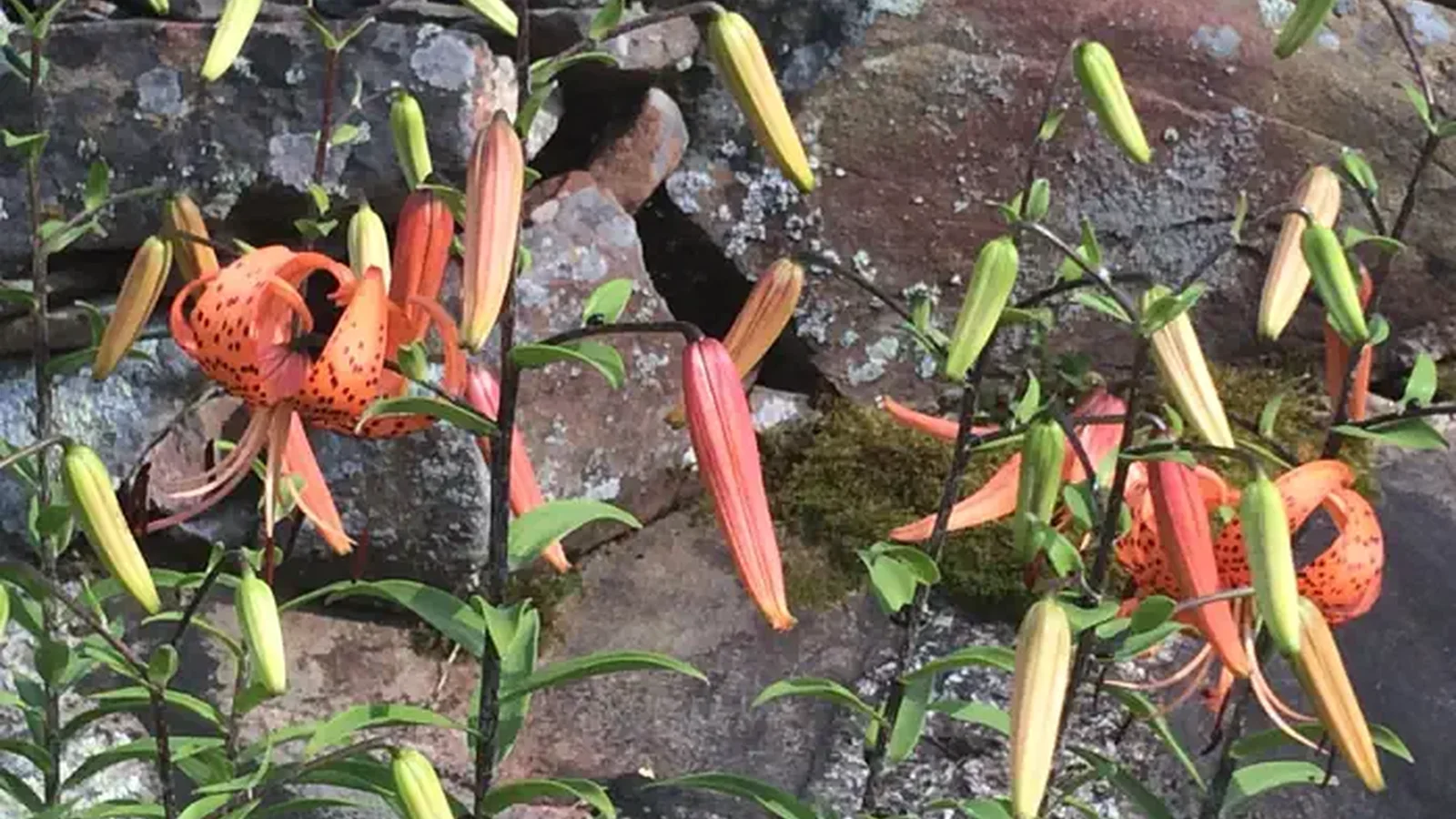 Budding tiger lilies at Ellsworth Rock Gardens