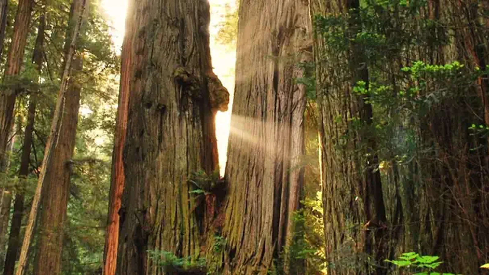 Redwood National and State Parks