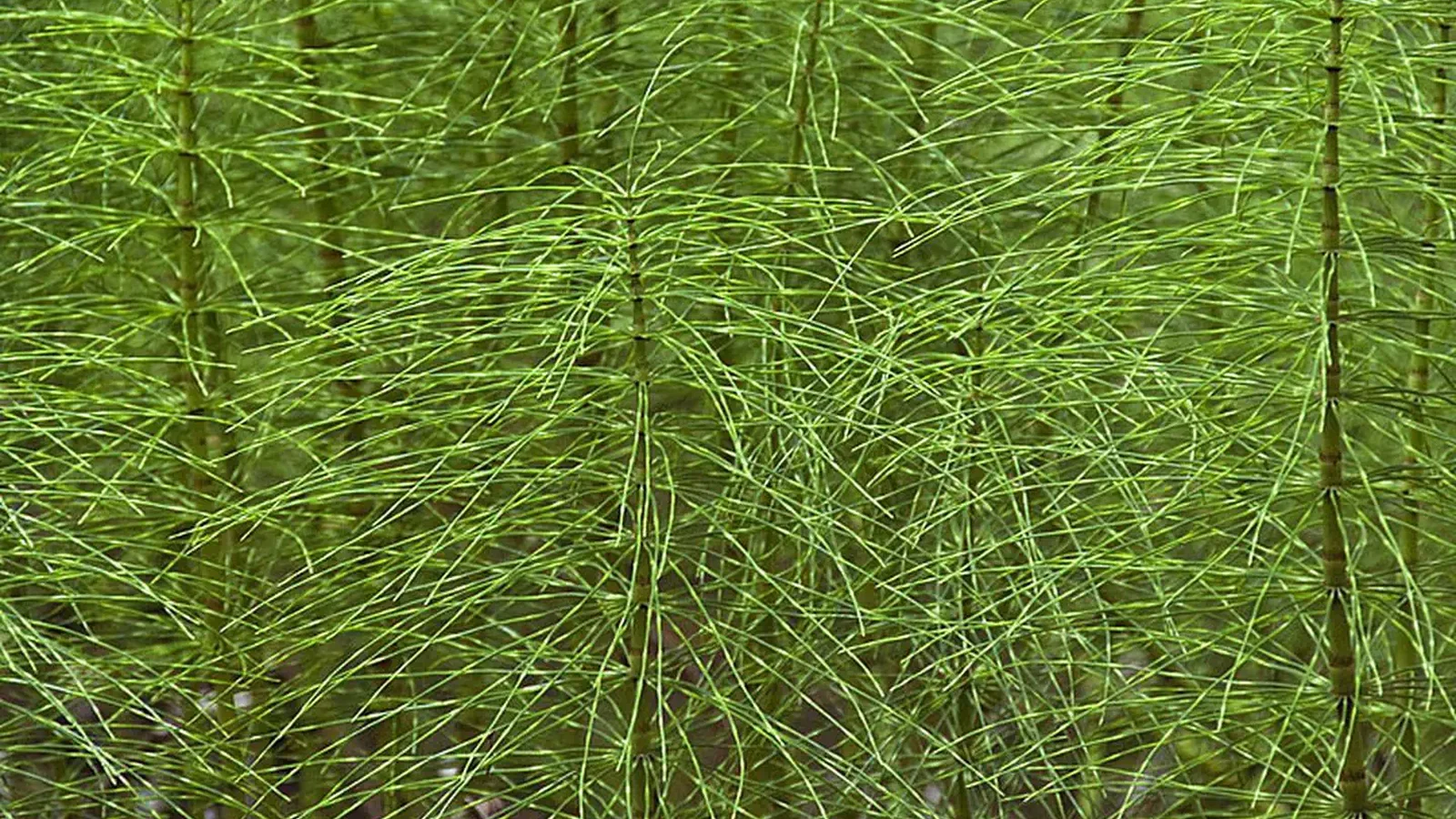 Horestail Fern