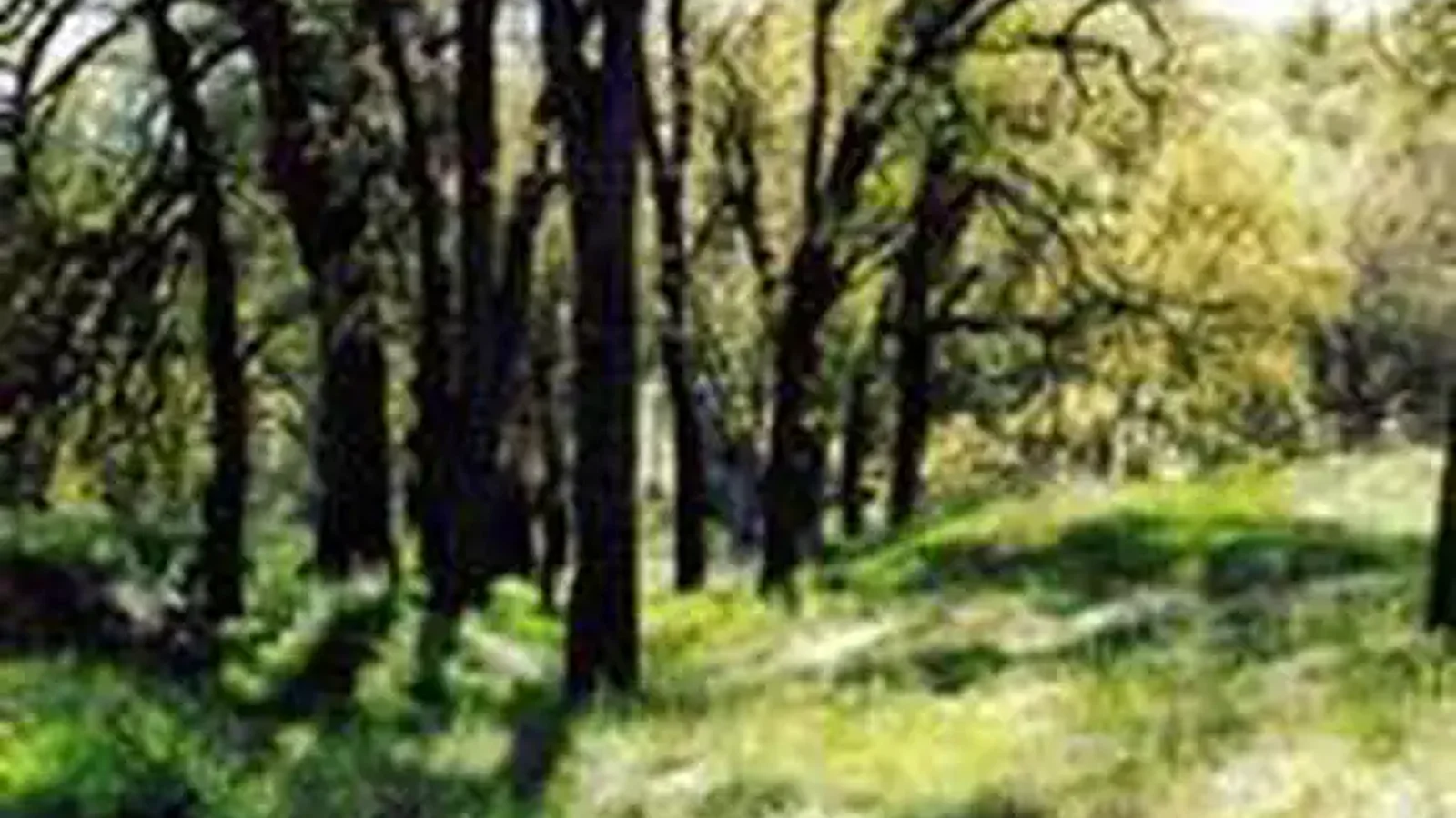Cache Creek Wilderness