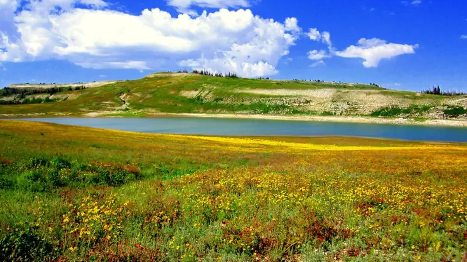 Manti-La Sal National Forest