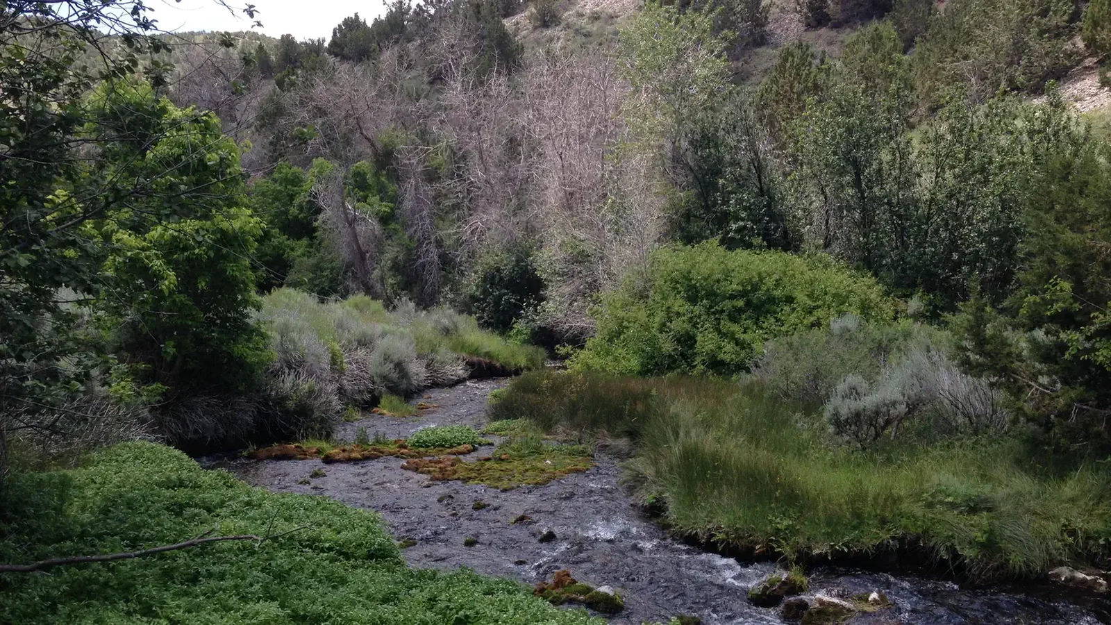Creek at the Clover Creek Campground.