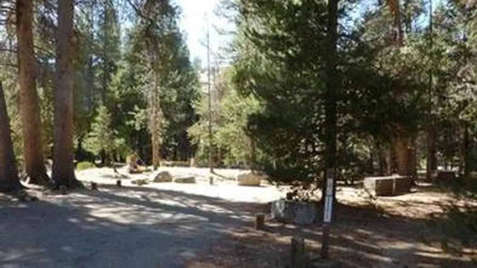 Campsites in a shaded grove