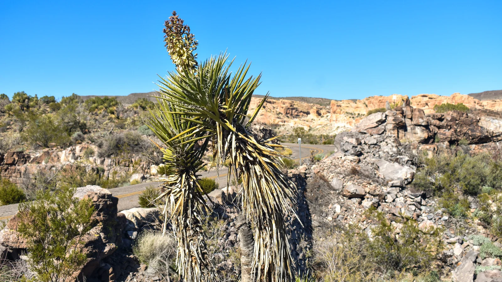Plants along the Route 66 Historic Back Country Byway