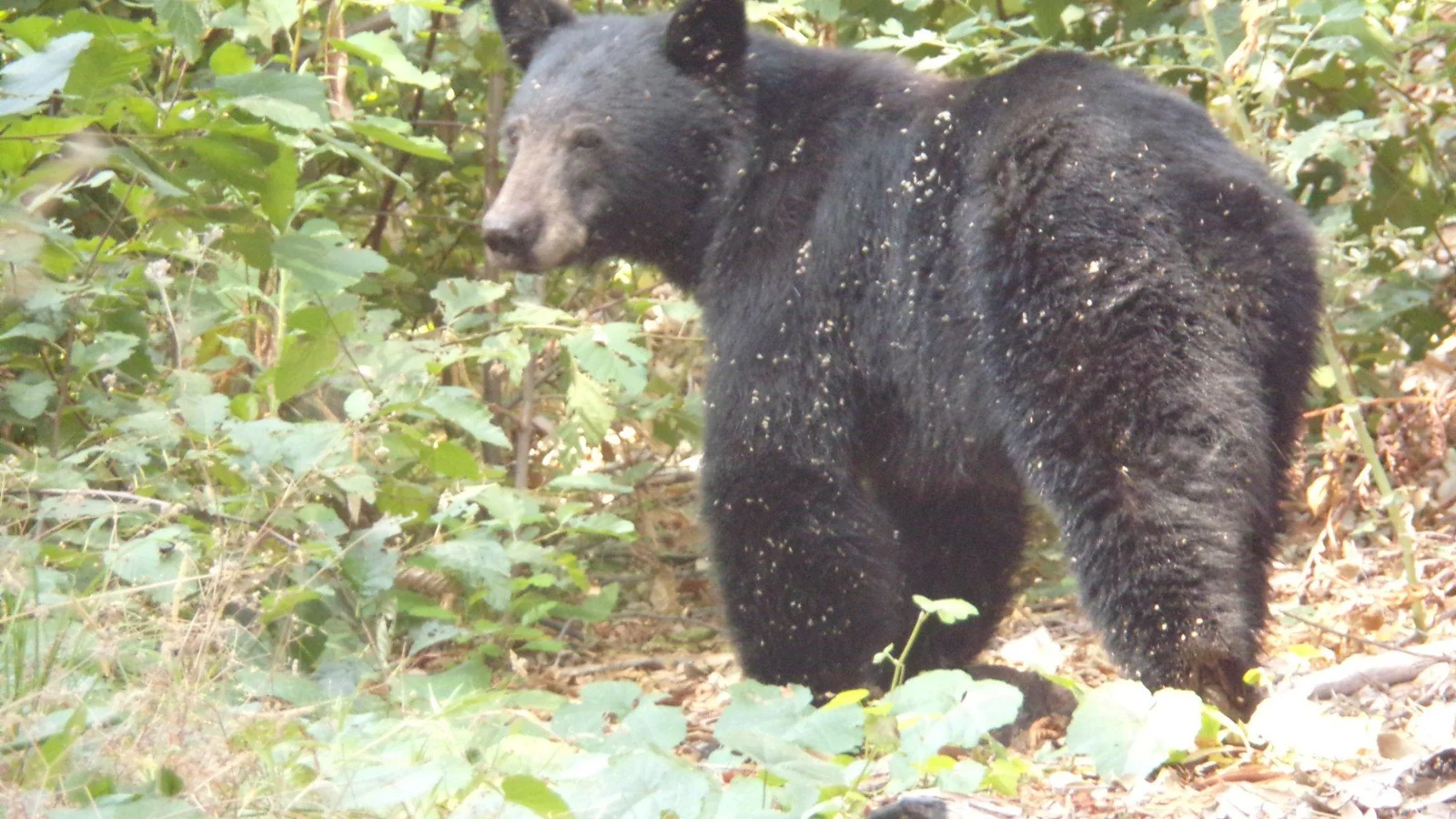 Black Bear