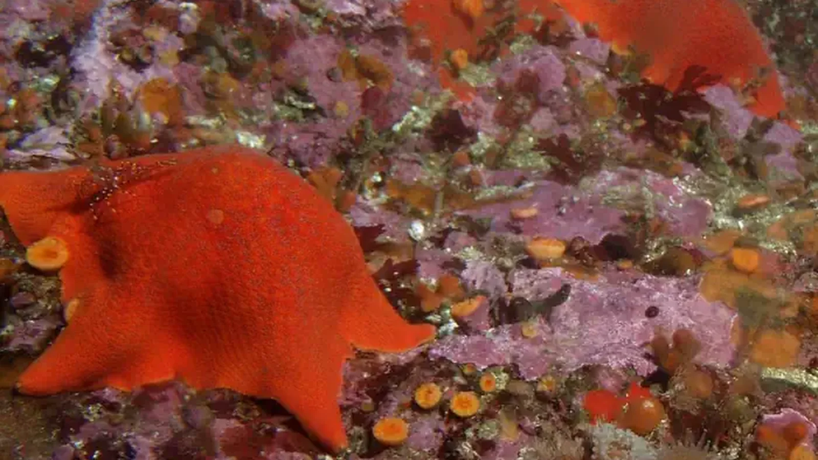 Cordell Bank National Marine Sanctuary