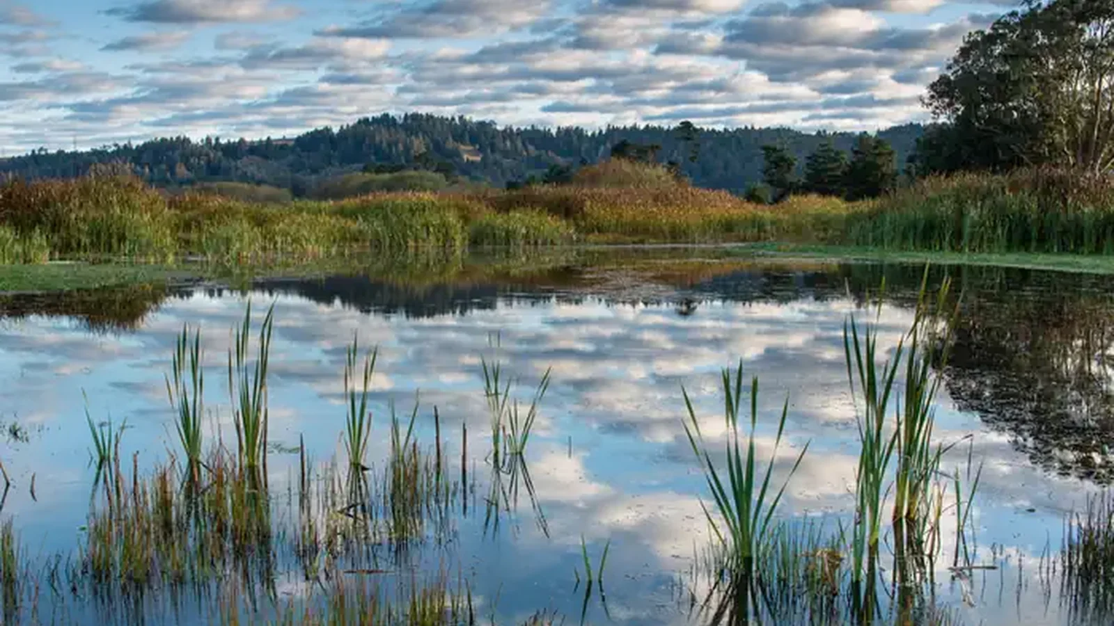Humboldt Bay National Wildlife Refuge