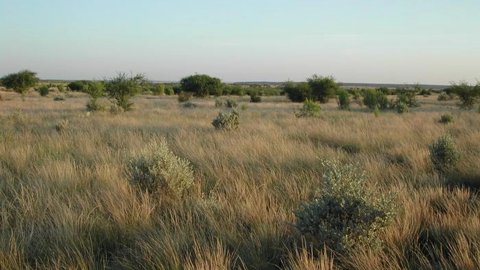 Grasses, cenizo bushes, and huisache trees catch morning sunlight along Spur 454 near the San Pedro campground.