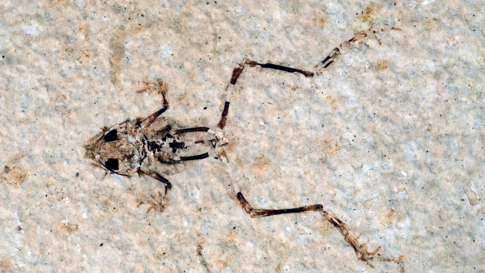 Aerugoamnis paulus