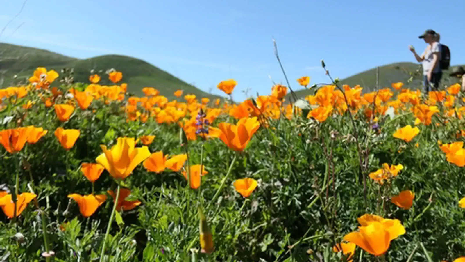Native Wildflowers