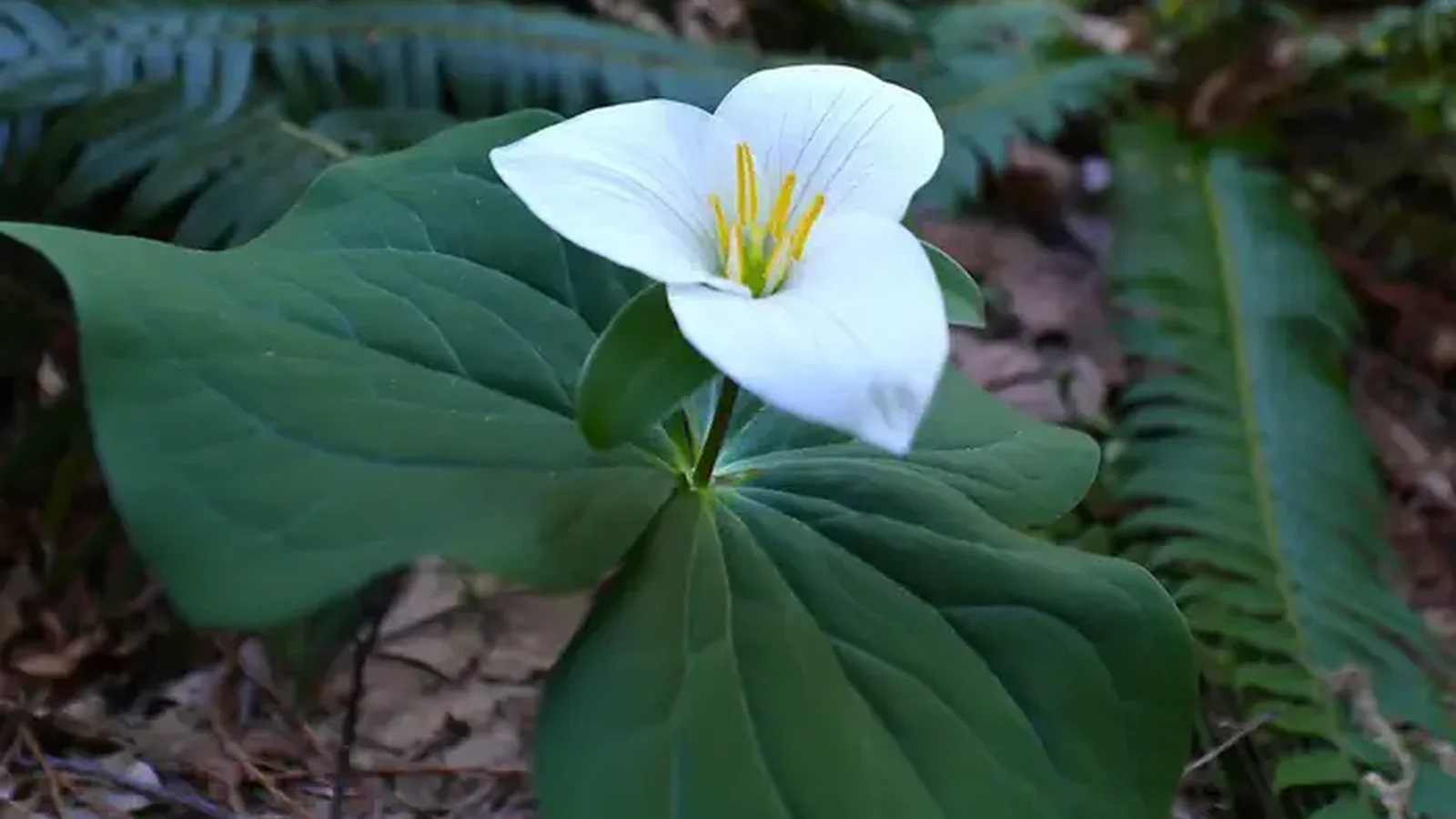 Flora in the forest.