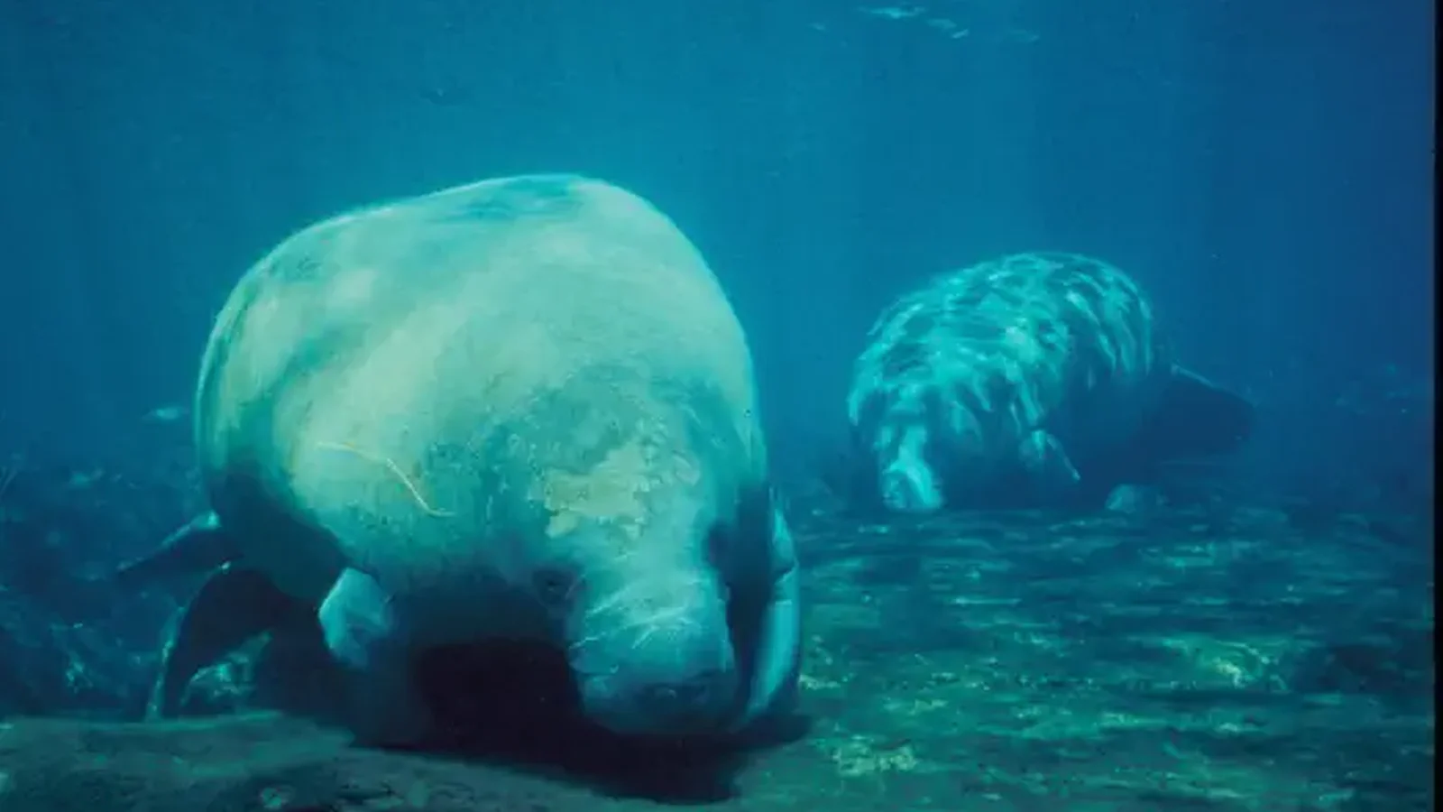 Florida Manatees at Crystal River National Wildlife Refuge, Florida